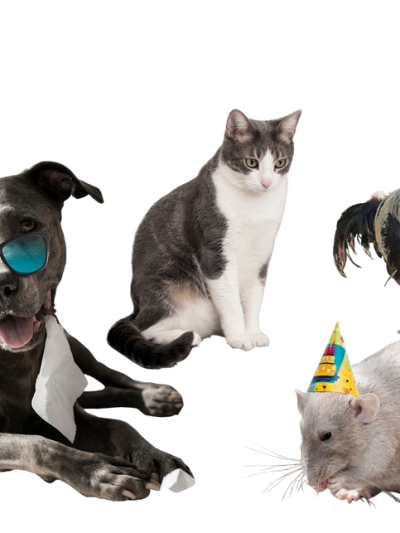 Домашние Животные